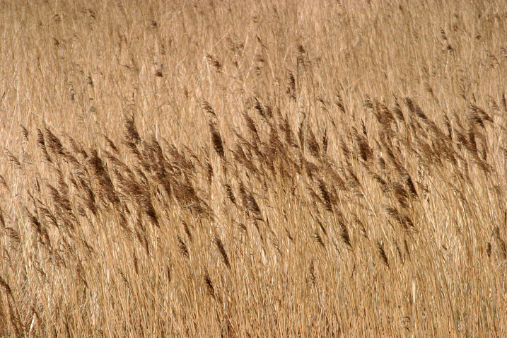 Window Into The Wetlands: Reedbeds