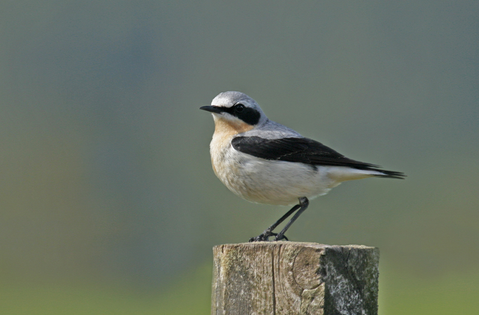 A spotlight on wetland wildlife - February 2021