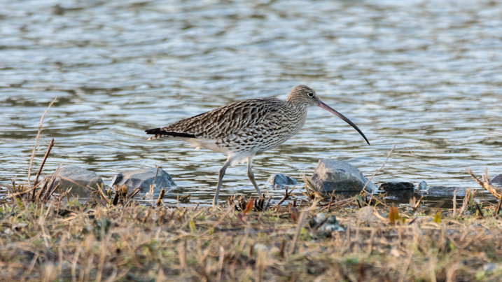 curlew_717x403.jpg