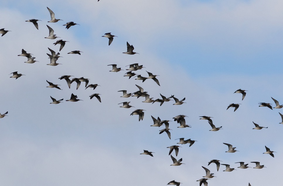 New partnership set up to save threatened curlews