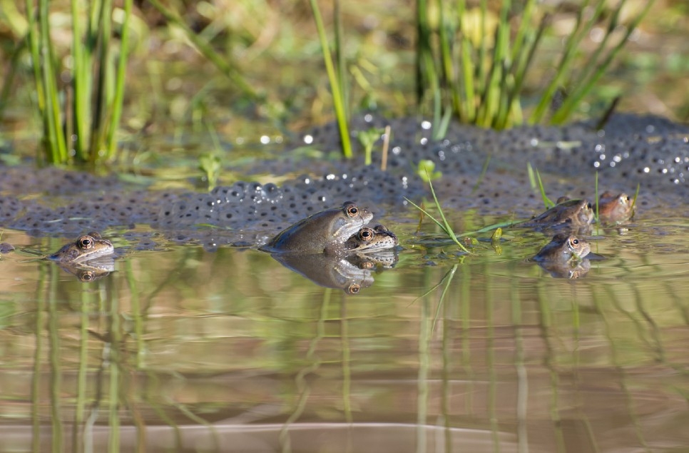 How to tell the difference between frog and toad spawn