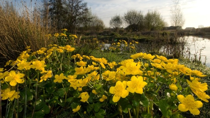 marsh marigolds