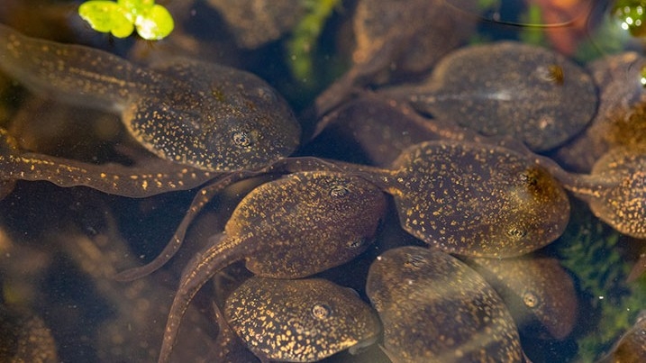 tadpoles