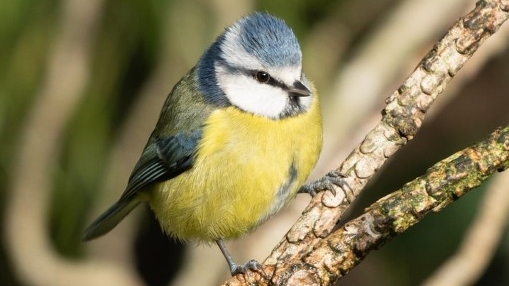 blue tit lesley 2.jpg