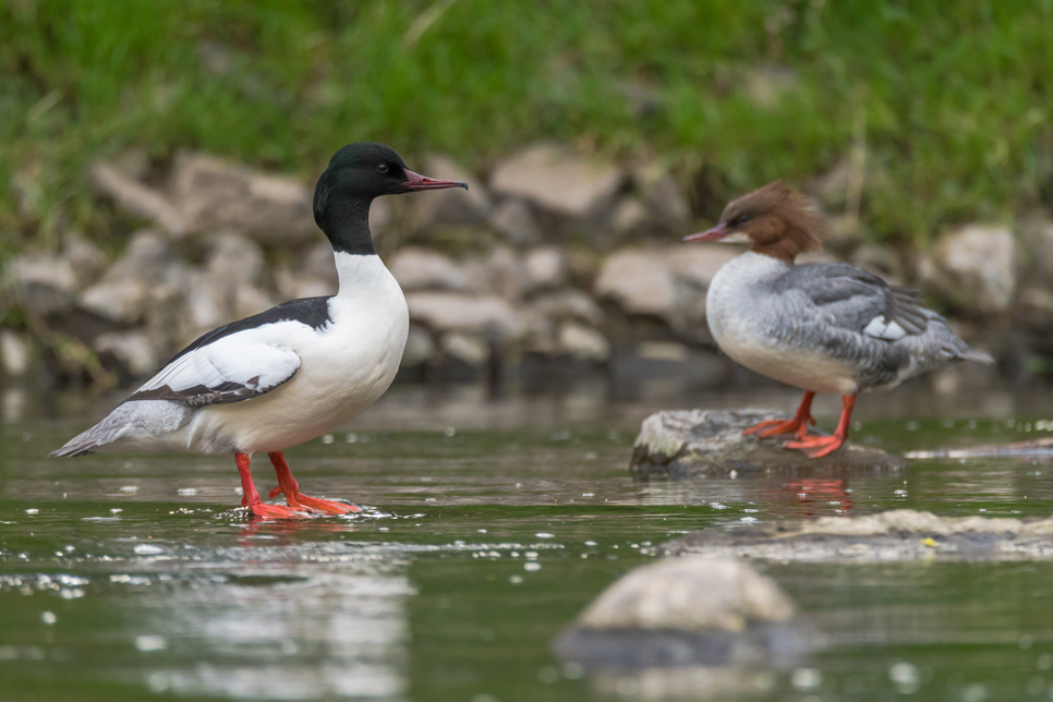 Wildlife Sightings for 5th March 2024