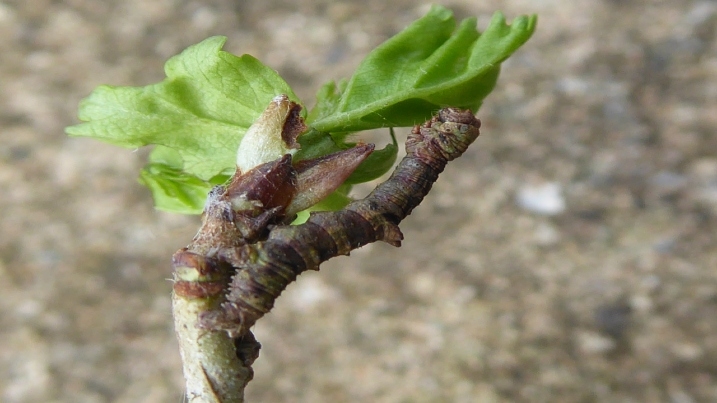 Brimstone Caterpillar 2.jpg