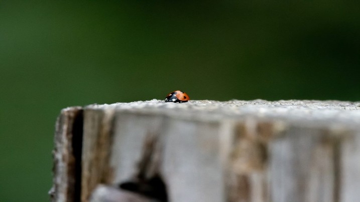 ladybird resize.jpg