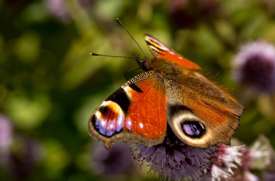 Shining a spotlight on the smaller creatures springing to life around WWT Castle Espie