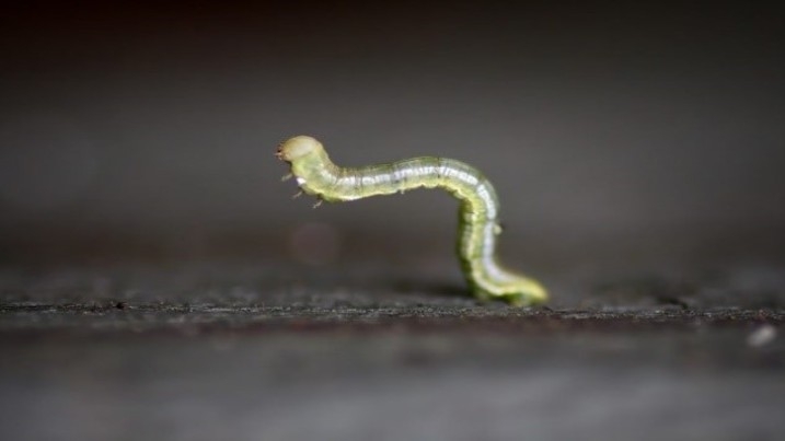 Spruce Carpet Moth Caterpillar Jonny.jpg