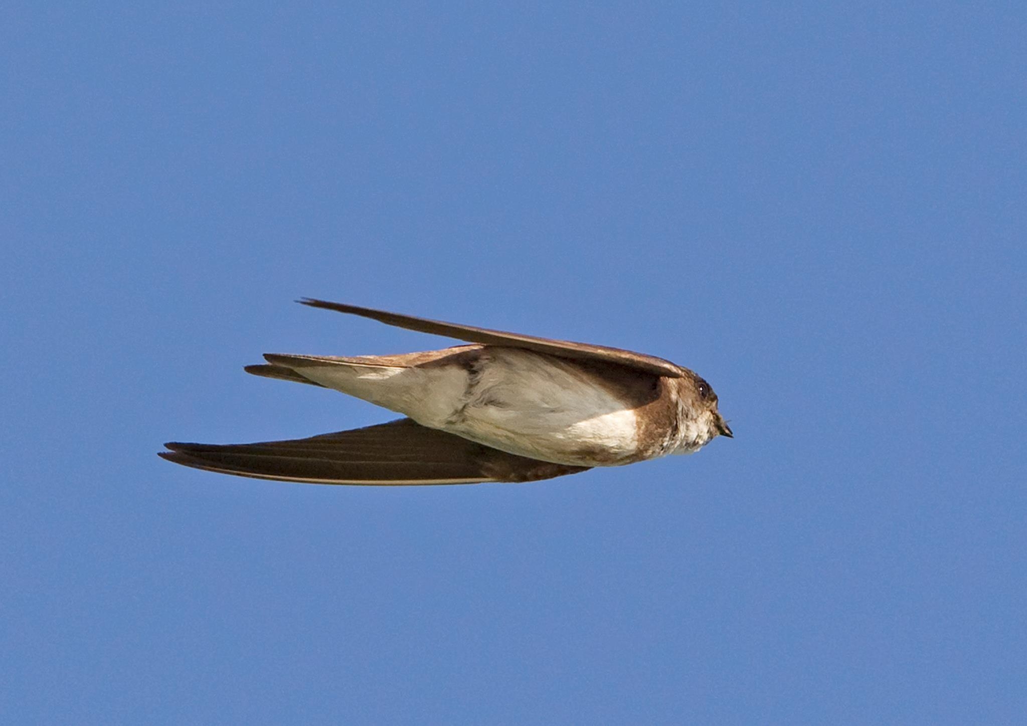 Wildlife Sightings for 10th March 2026