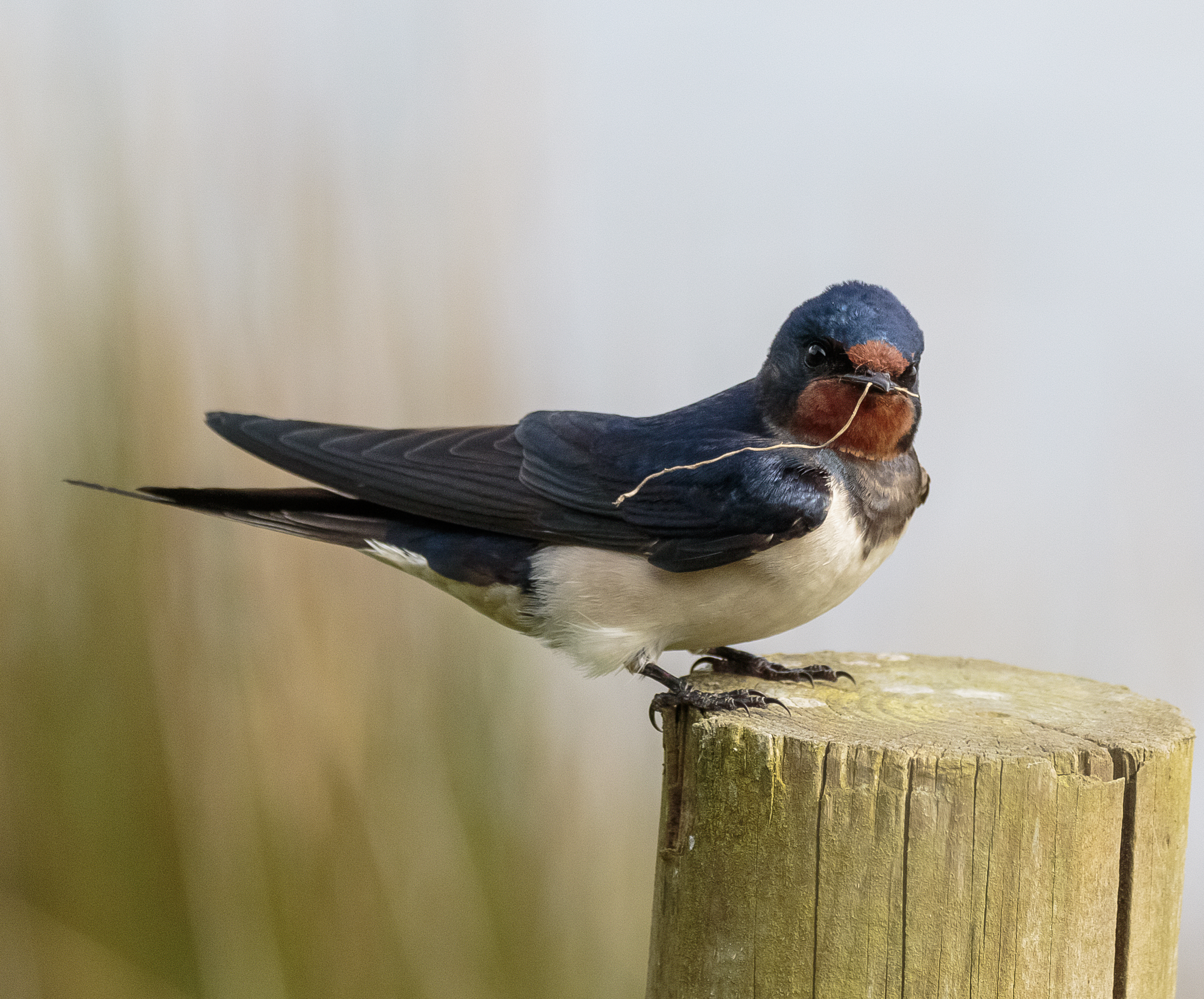 Recent Sightings 20th April 2026