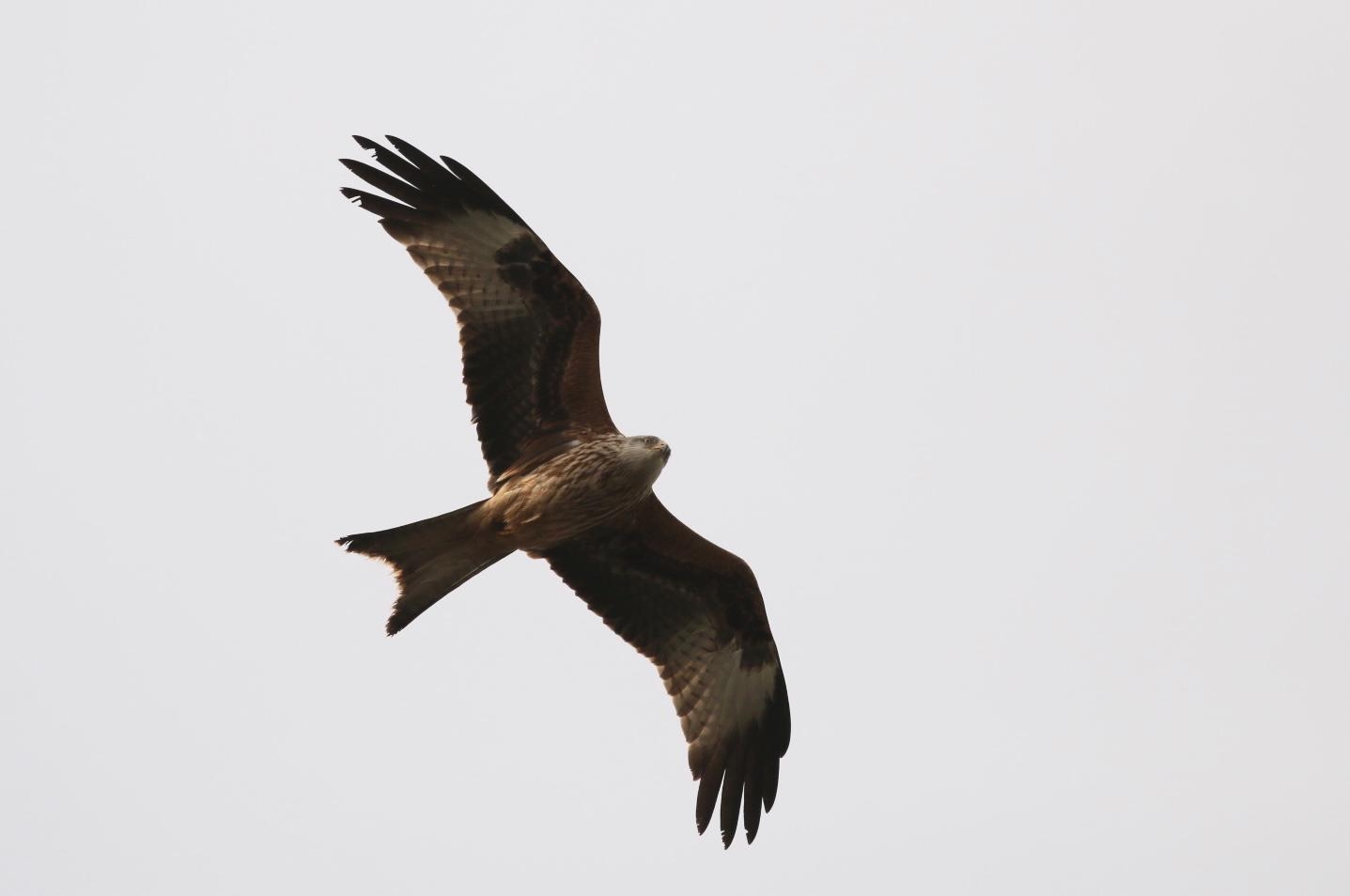 Red Kites are about