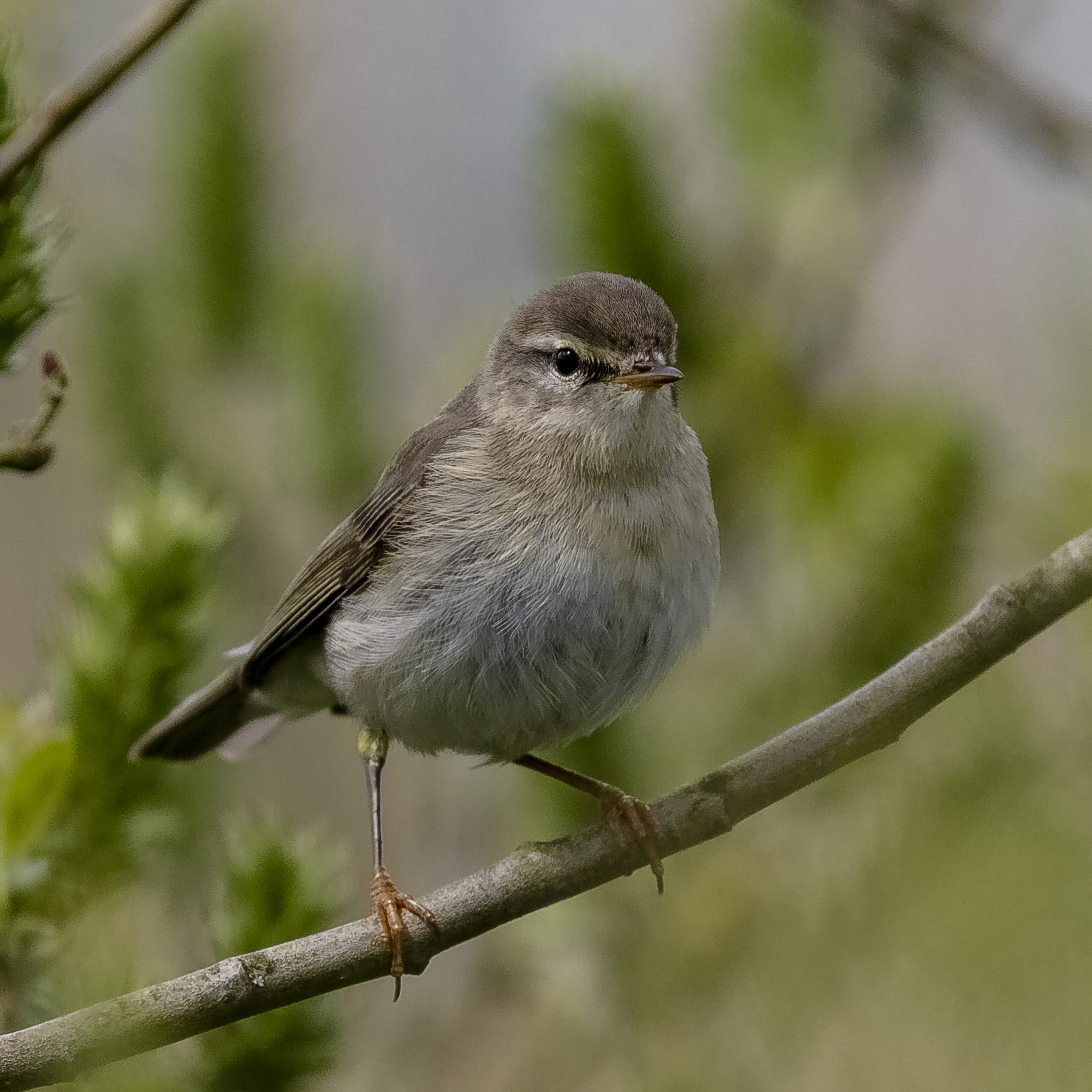 Wildlife Sightings for 27th March 2026