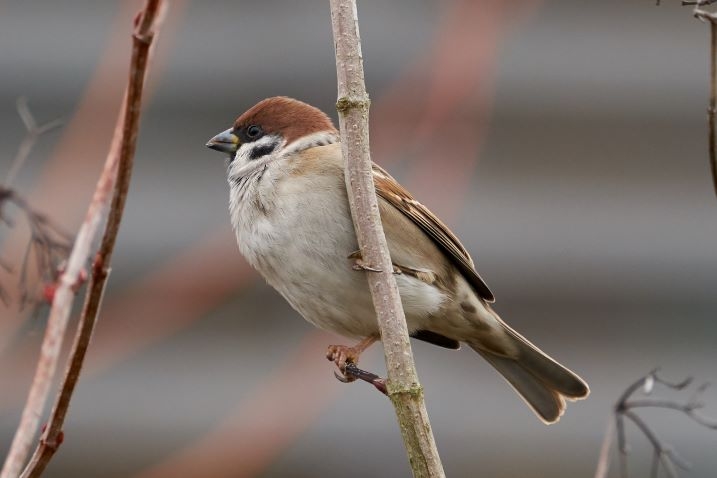 Tree sparrow in brambles by Kim Tarsey 3.jpg