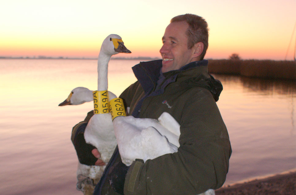 Diary of a swan spotter