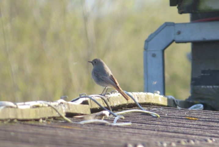 Welney sightings - 25/11/2025