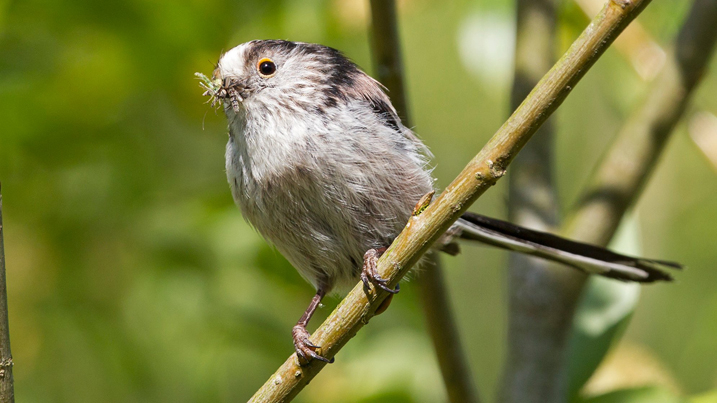 longtailed tit feeding.jpg