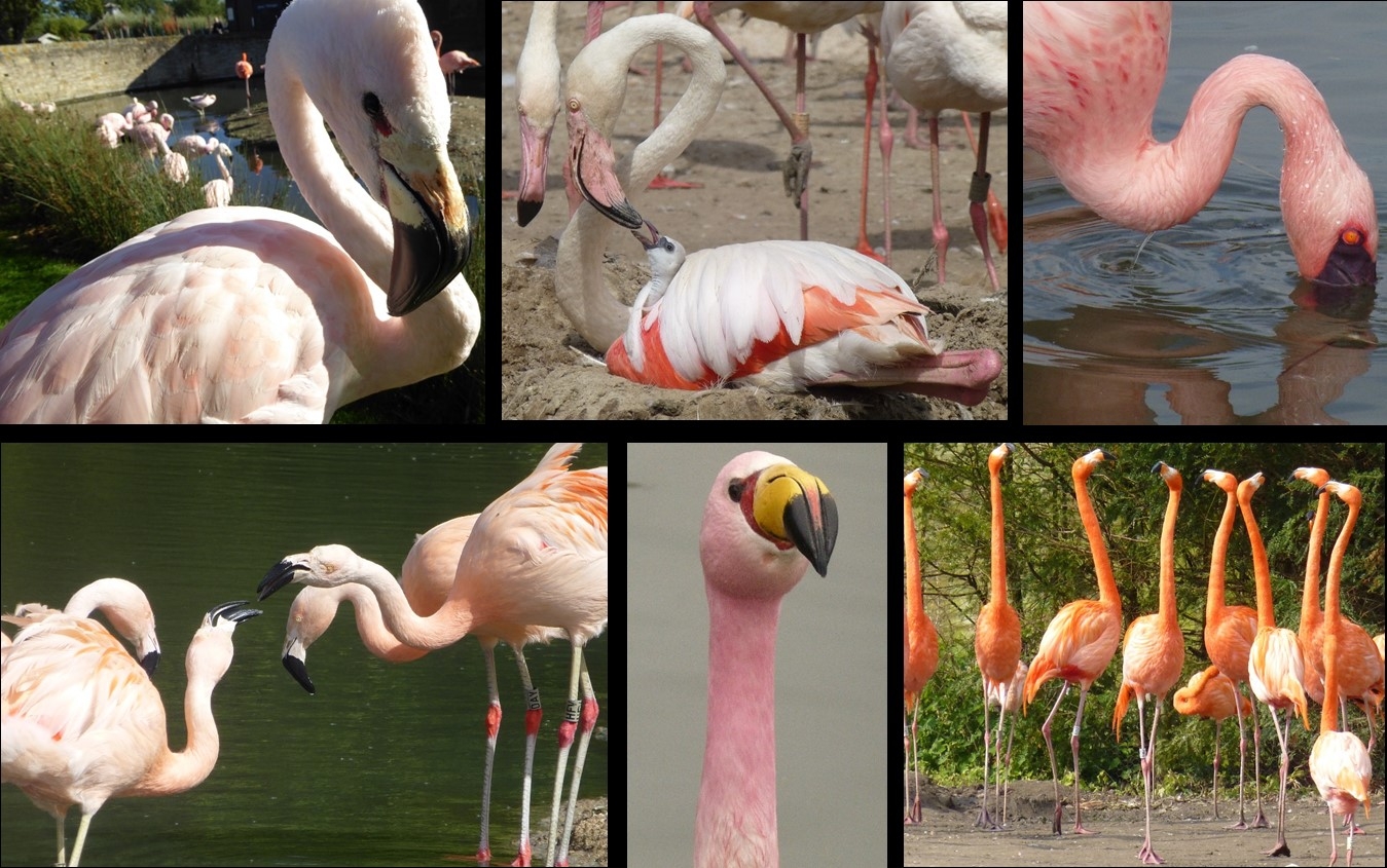 Celebrate flamingos and International Flamingo Day