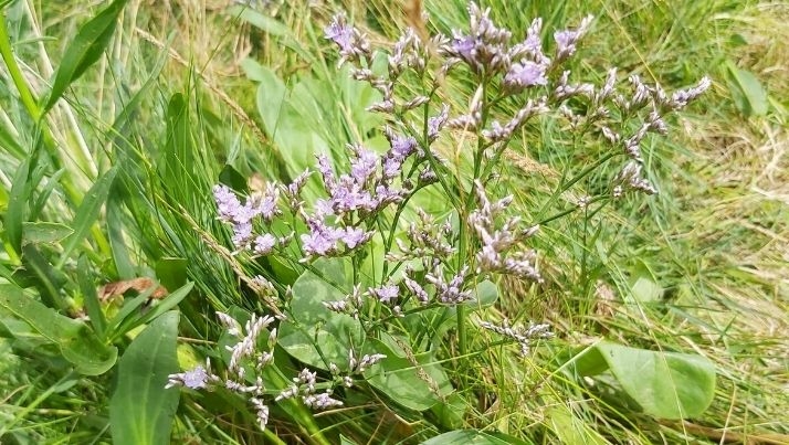 Common sea lavender