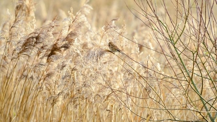 Reeds or phragmites