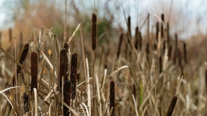 Great reedmace or bulrush