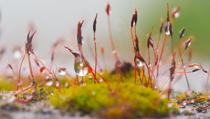 flowering sphagnum moss