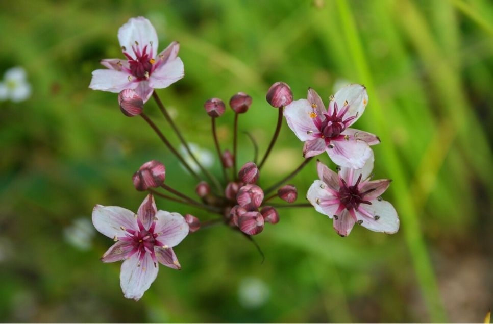 Five wetland plants with secret superpowers
