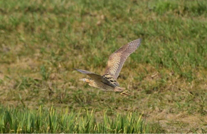 Bittern Robert Griffin-scr.jpg