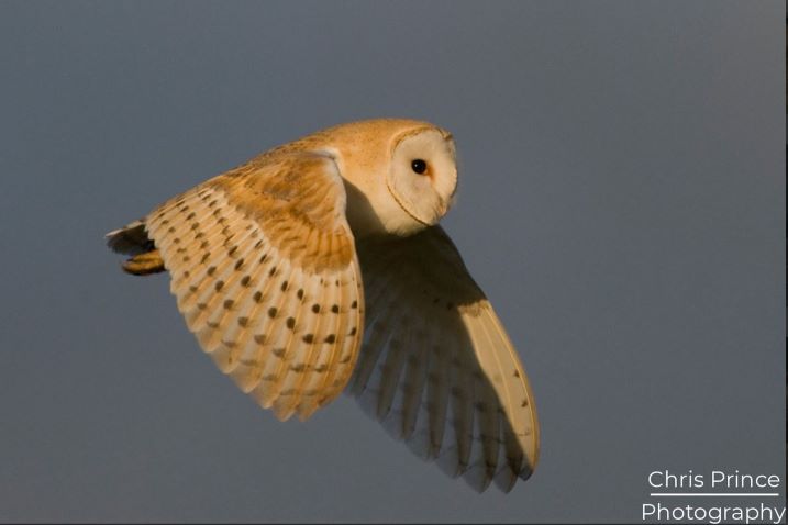 Chris Prince in our gallery