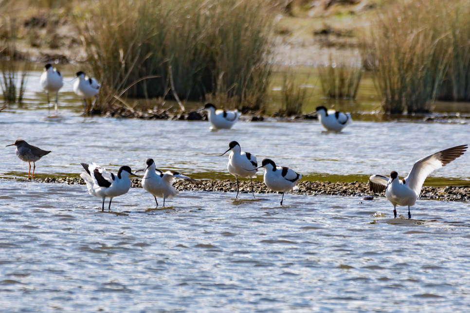 Avocet group - Ian Henderson 966x644.jpg