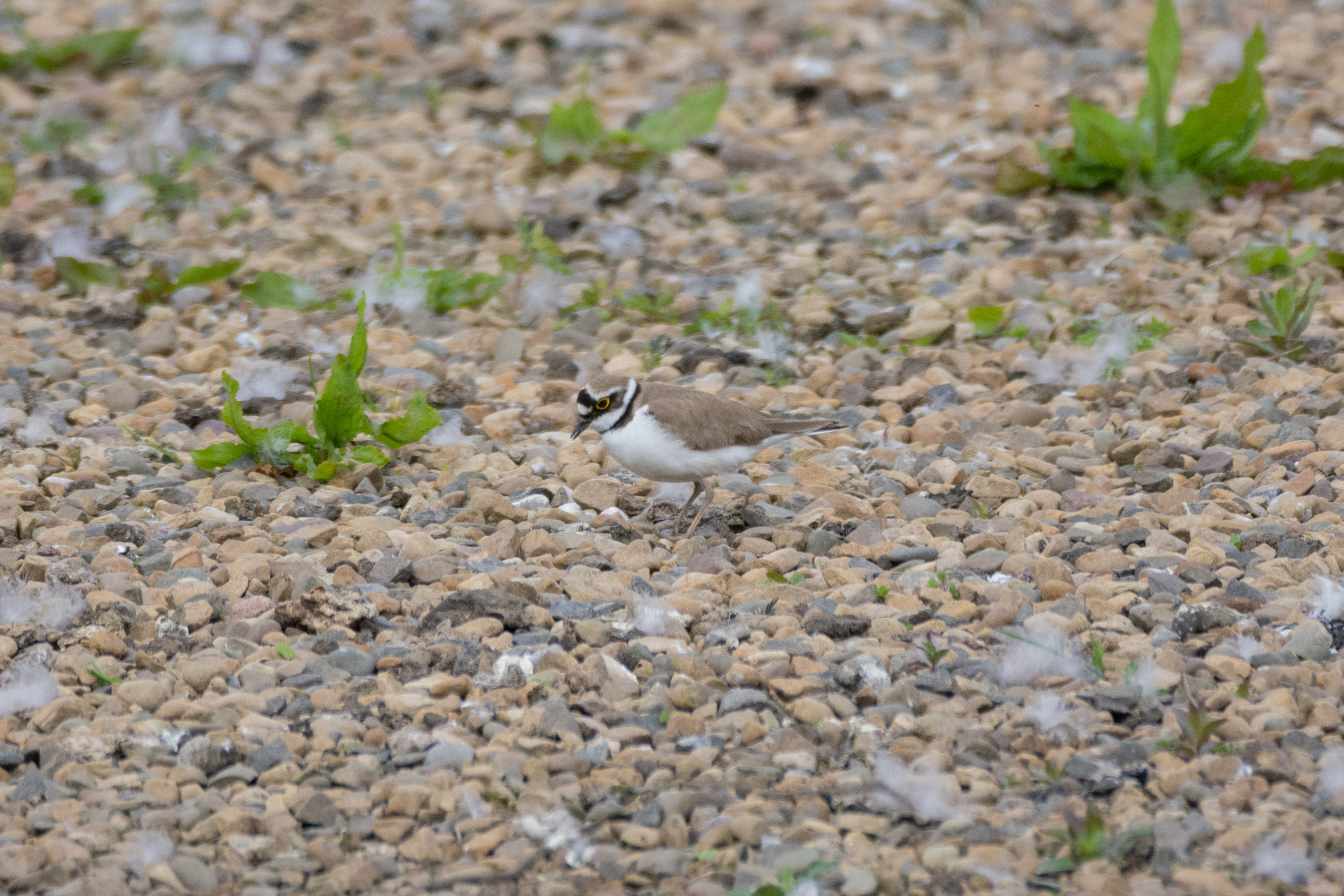 Wildlife Sightings for 21st June 2026