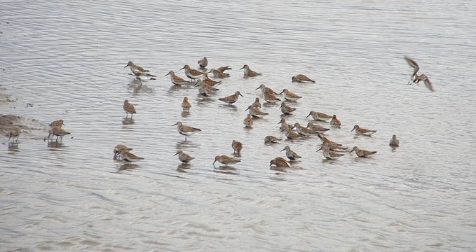 Curlew Sandpiper