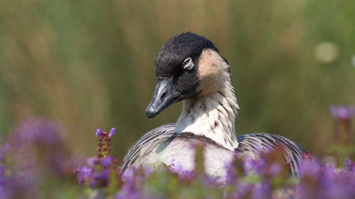 A nene or Hawaiian goose sleeping, while surrounded by wildflowers.