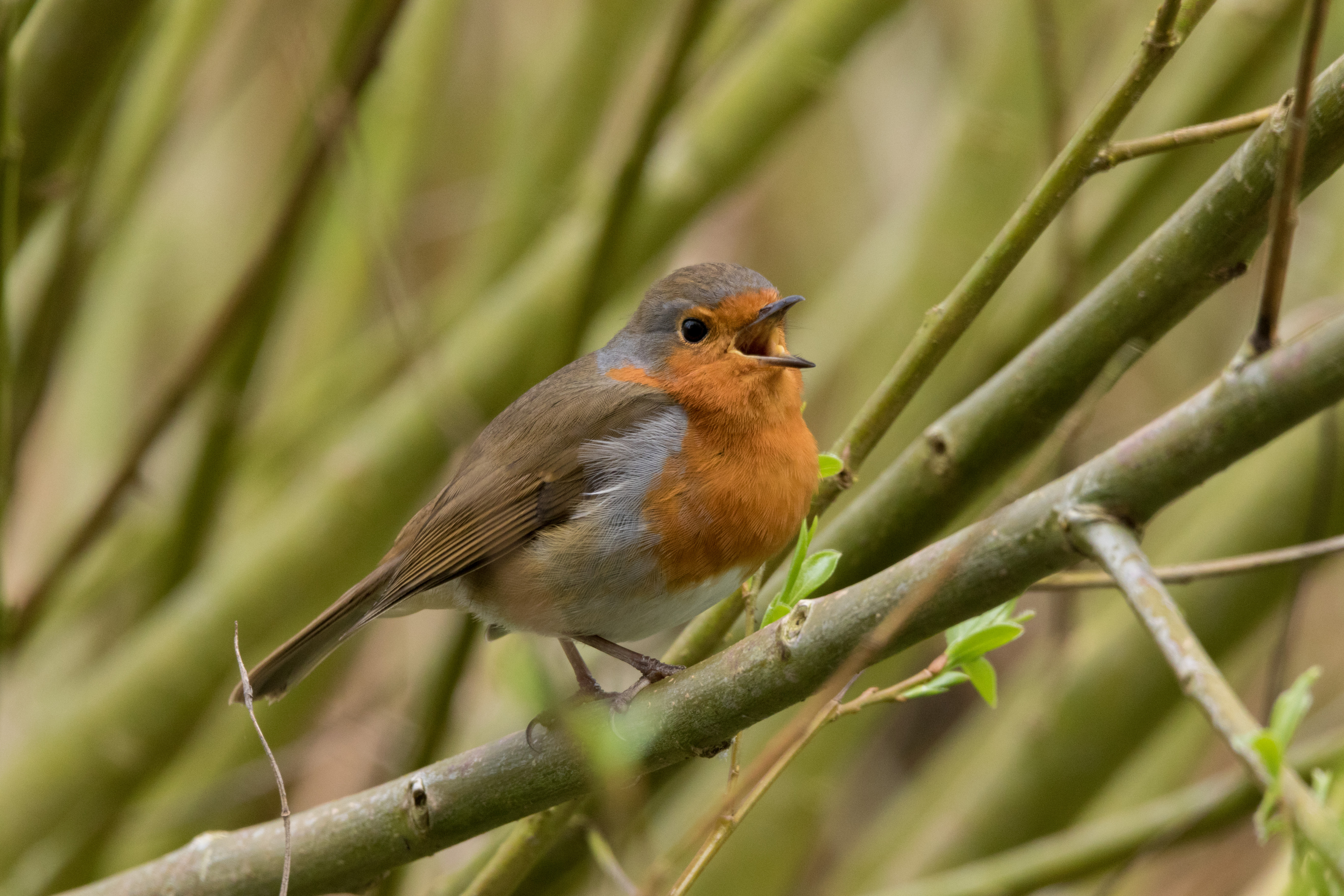 View: Wild Walk - whose song is that?