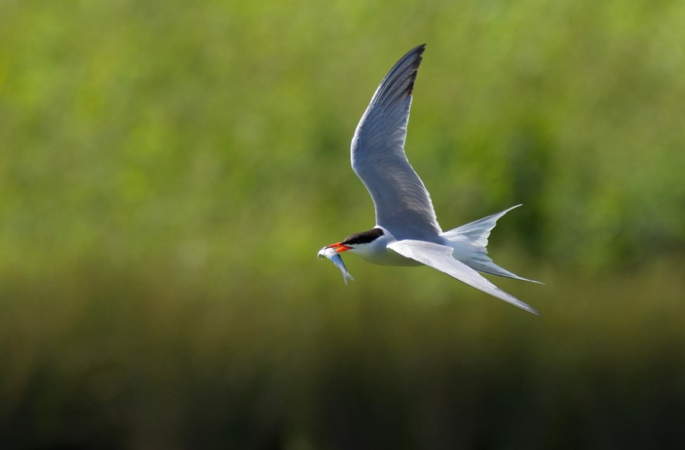 A spotlight on wetland wildlife - April 2021