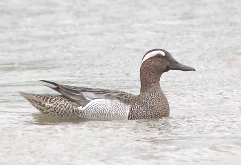 Garganey