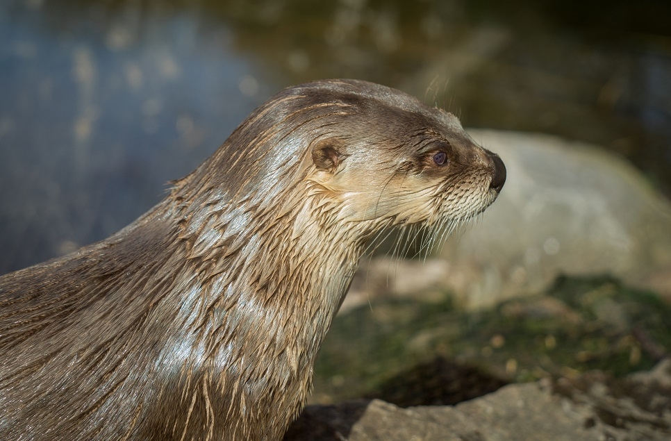 A spotlight on otters for World Otter Day – 26 May