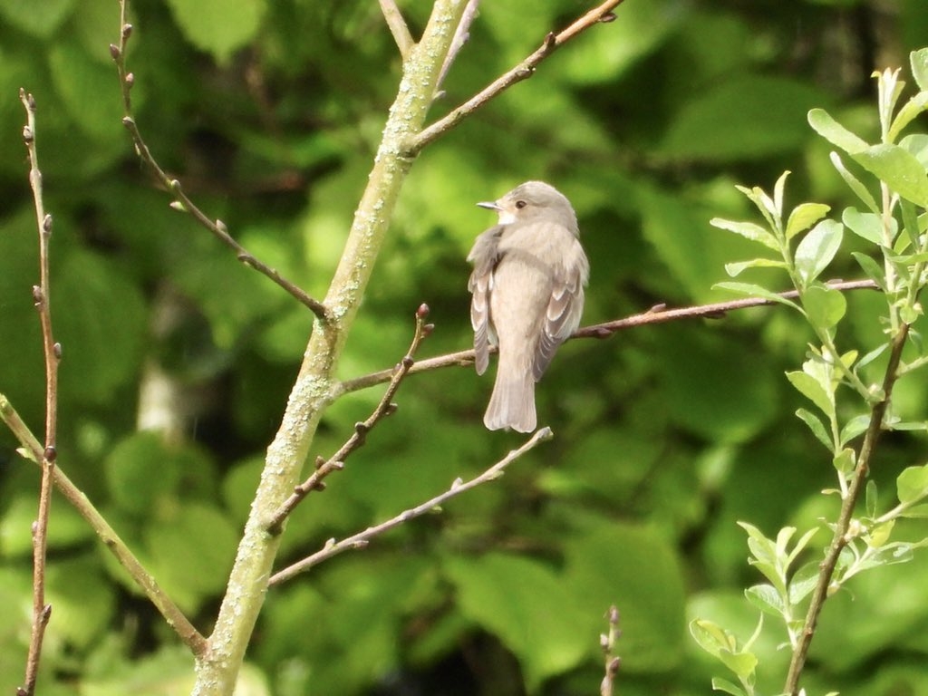 Spotted Flycatchers