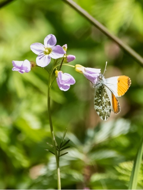 orange-tip butterfly credit Alex Hillier (44).jpg