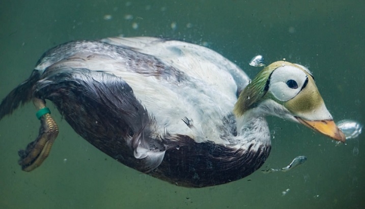 Male spectacled eider in the diving tank  Photo: Alan Strong