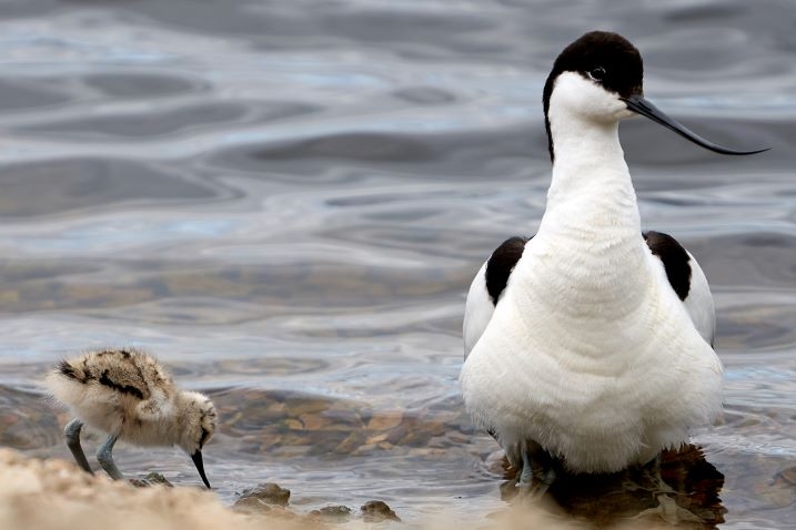 Avocet chick and adult Kim Tarsey (2-web).jpg