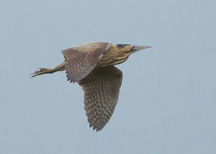 Welney sightings - 30/06/2026