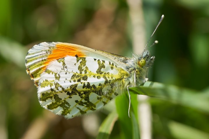 Fresh Orange tip Butterfly welney Kim Tarsey-web.jpg