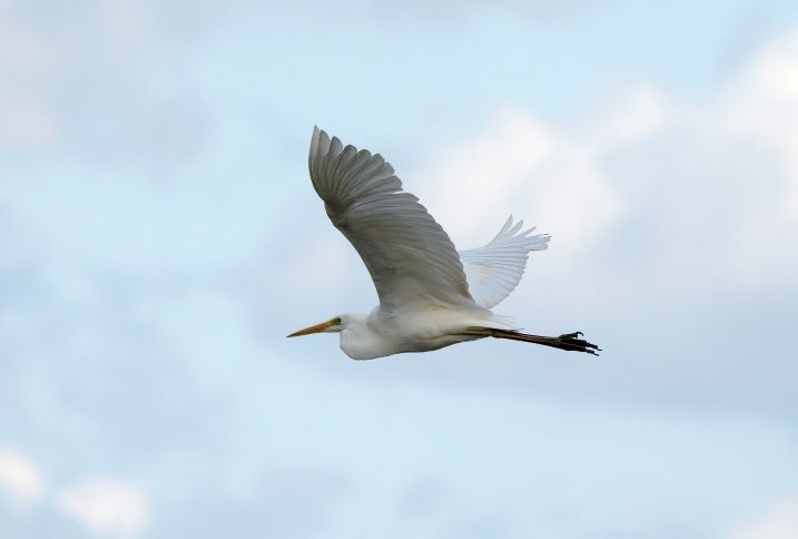Great white egret in flight by Simon Royal.1-web.jpg