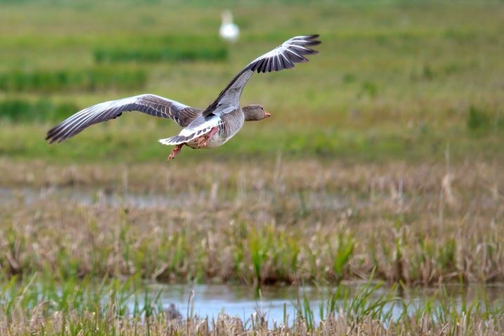 Welney sightings - 13/10/2025