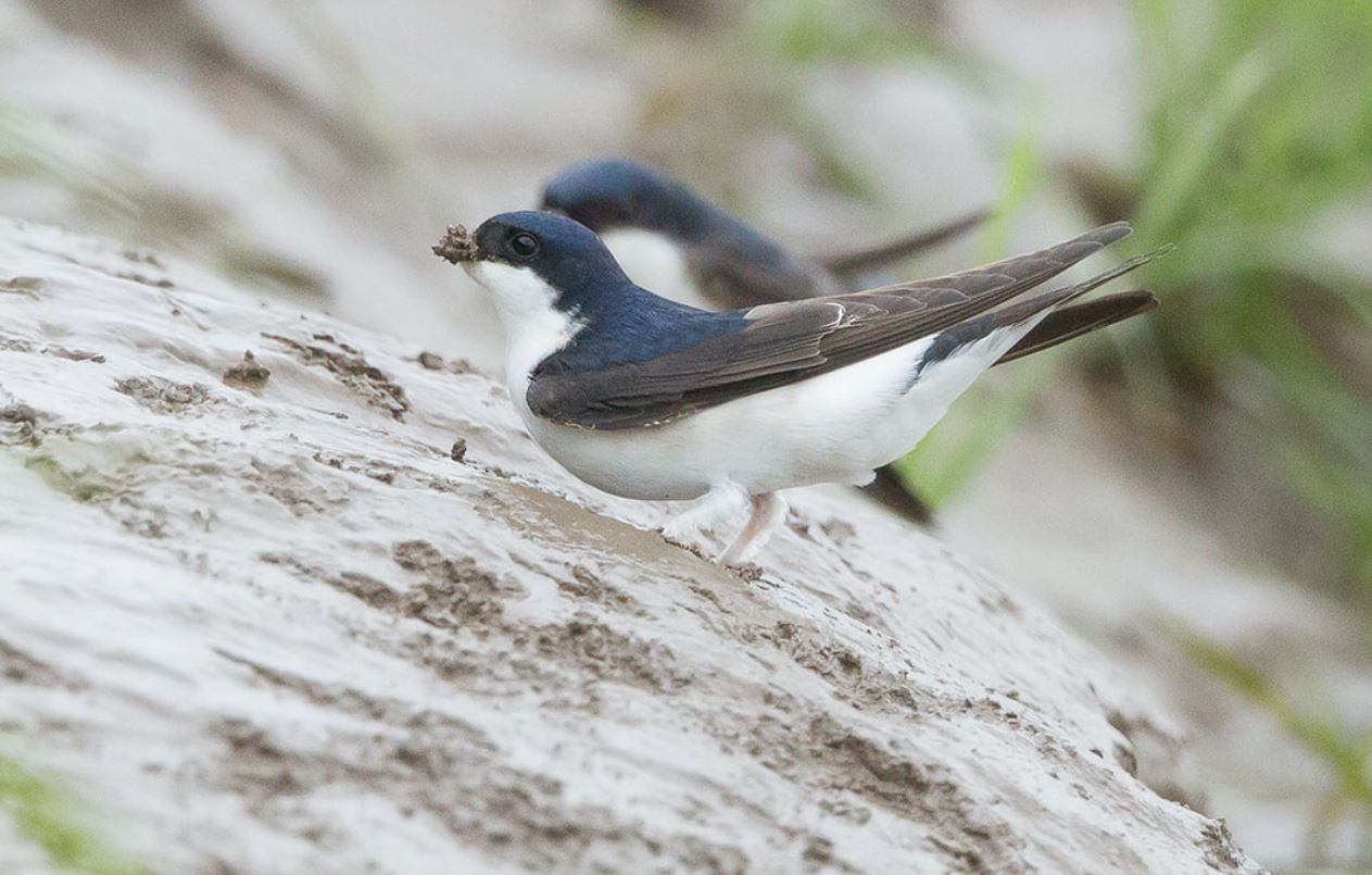 House martins by Nigel Bell 4.JPG