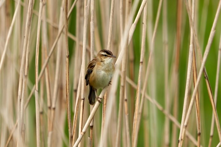 Sedge Warbler Kim Tarsey (2)-web.jpg