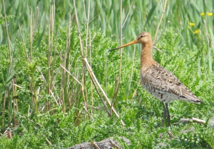 Spring wildlife update – wetland highs and lows