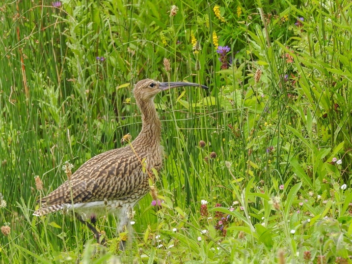 RS45780_WWT_190709_15387-scr.jpg