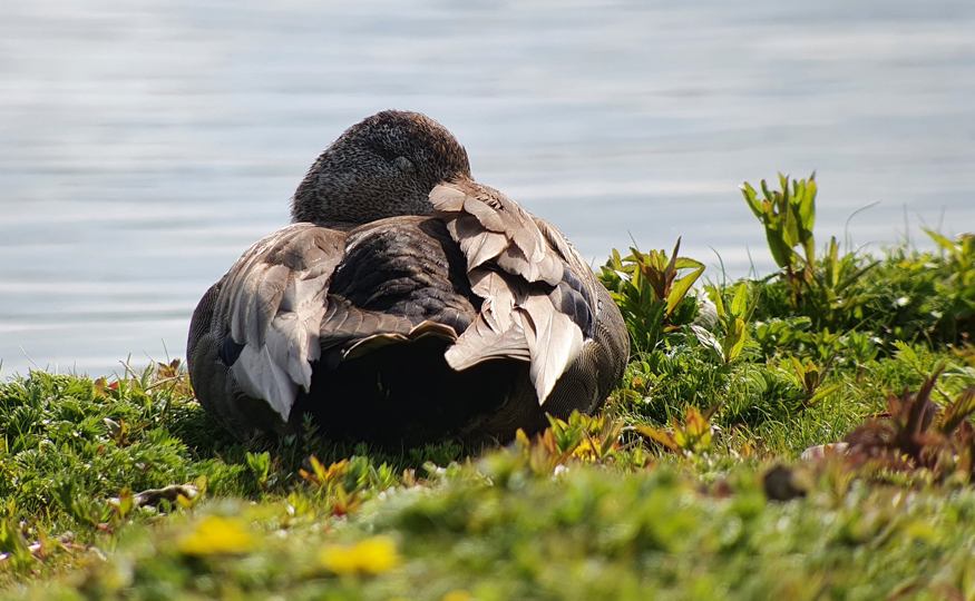 Gadwall numbers increasing